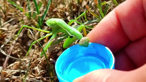 Thirsty??? Thirsty Mantis Gets Helped! Cute