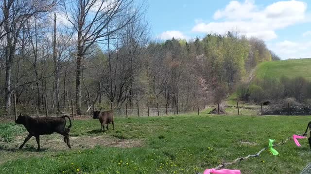 cows running randomly