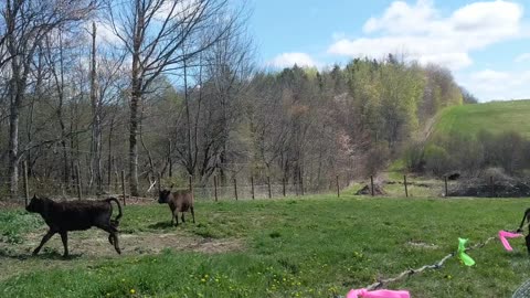 cows running randomly