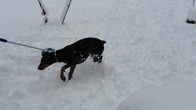 Xena's First Snow