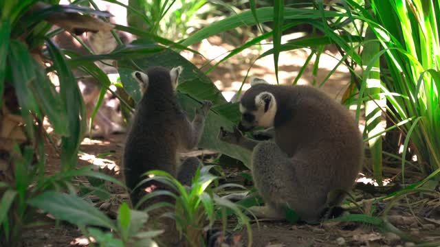 Group of Lemurs Eating Leaves Outdoors