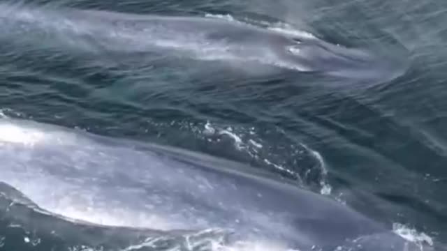 Spouting big blue whales
