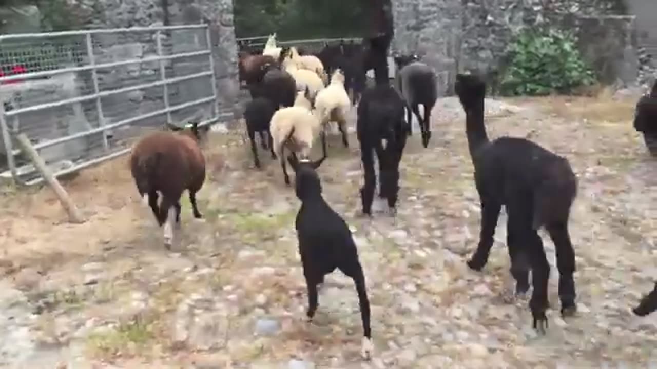 Alpaca Herder Beginner: Zwartbles Ireland