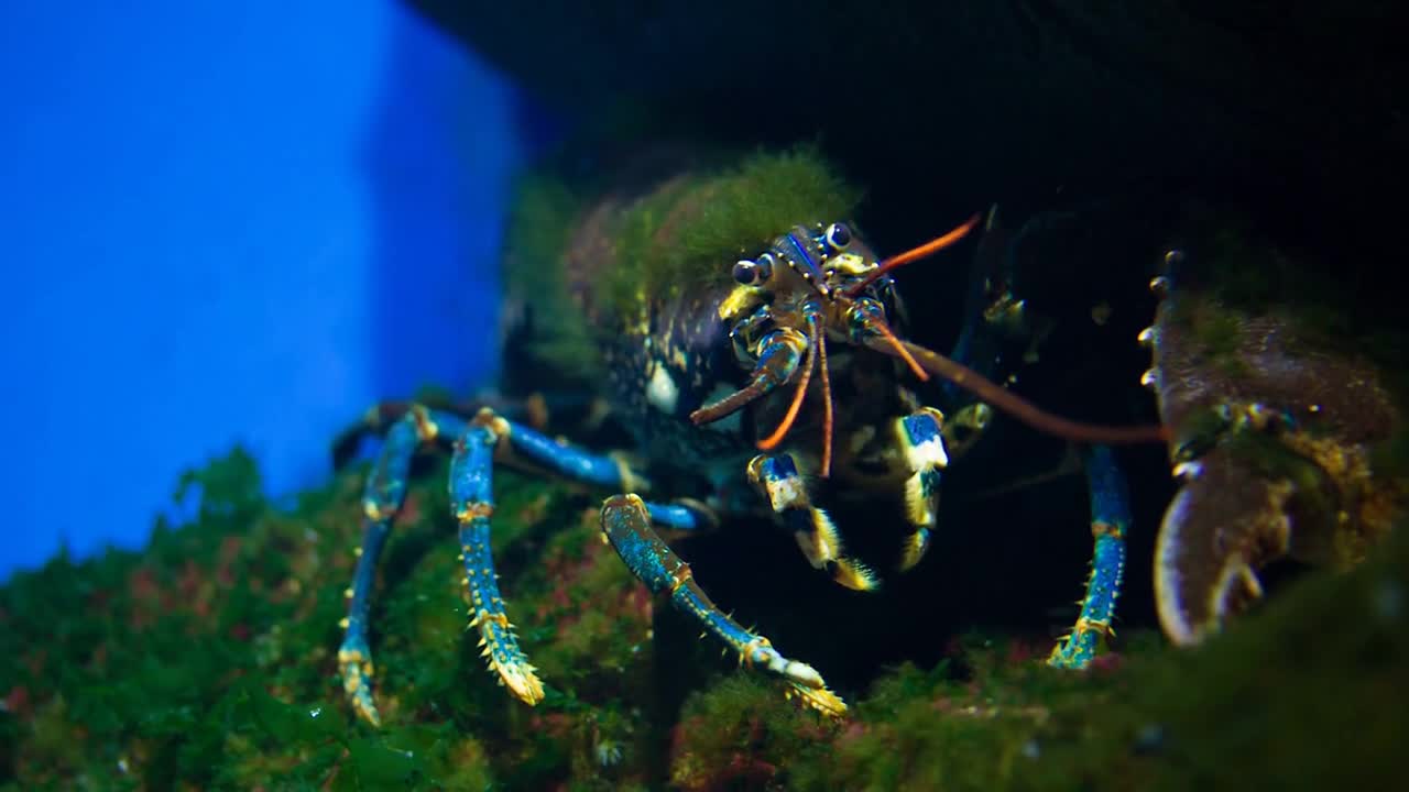 A lobster underwater