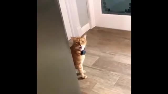 Rumble / Funny & Cute Animals — Listen to what this cat says to itself human!