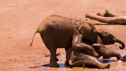 Elephant playing Time