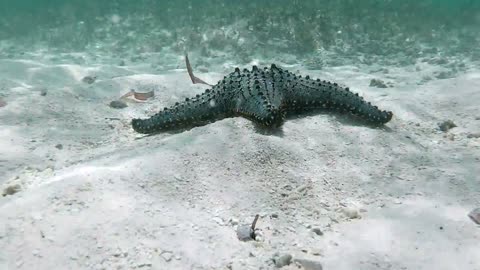 The scuba diver's camera records the moving starfish