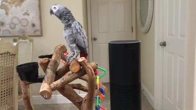 Petra the African Grey turns all Lights off with Alexa