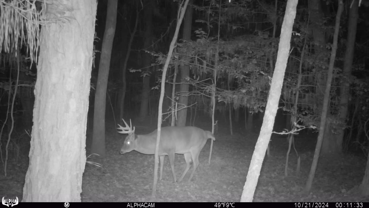 Buck Scrape Activity