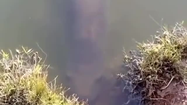 That fish stared into my soul