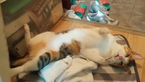 Cute cat sleeping after surgery