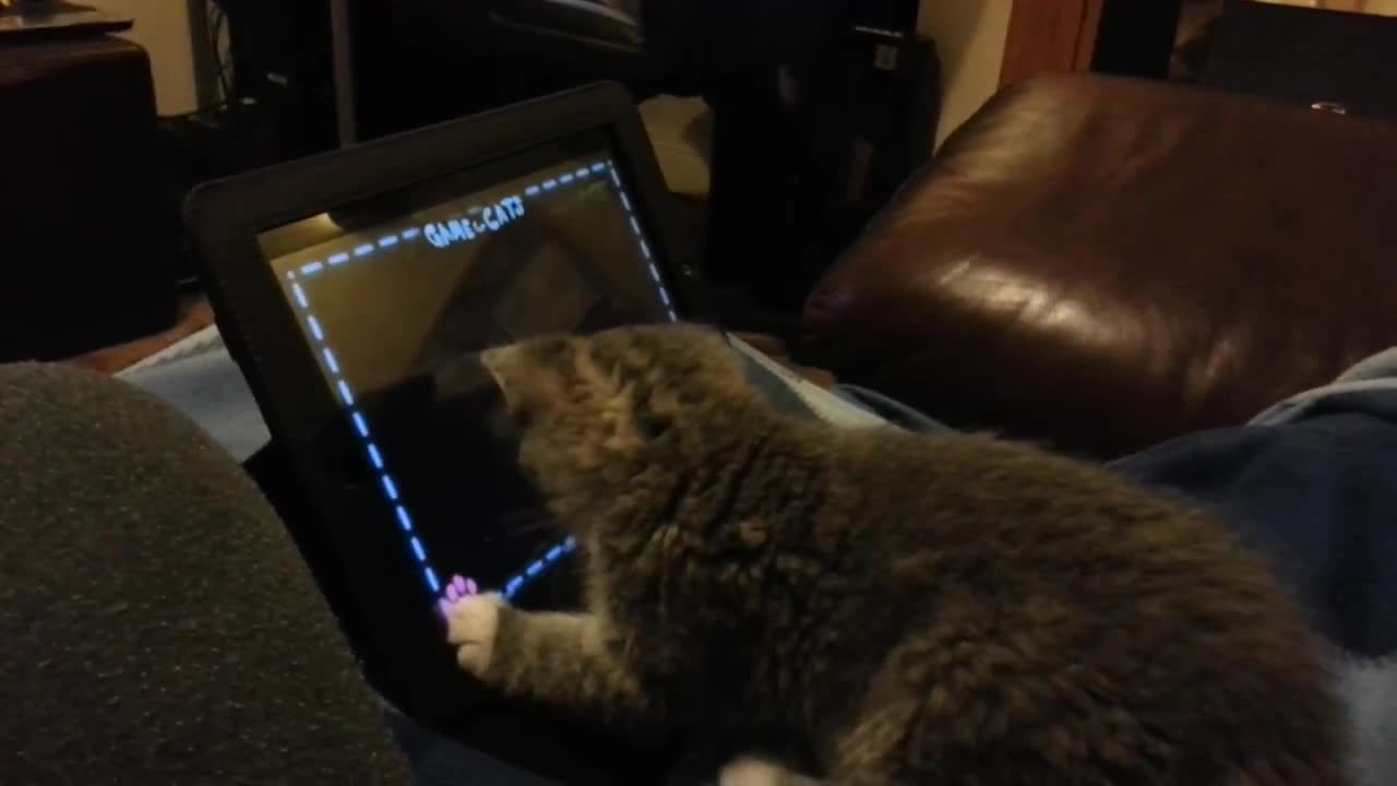 Kitten playing on an iPad