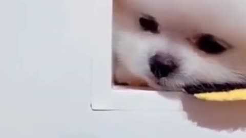 Cute Puppy Video ! Funny Dog