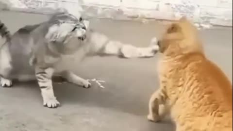 Funny cat fight video