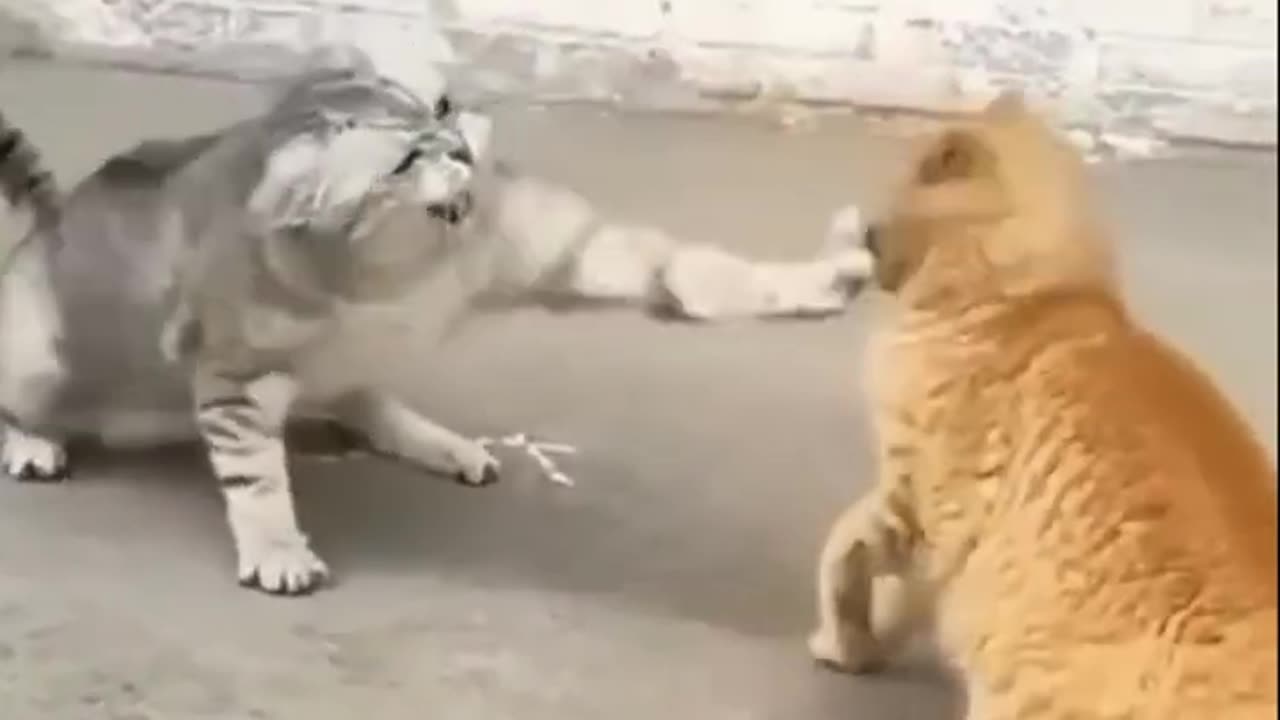 Funny cat fight video