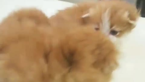 Two kitten cute