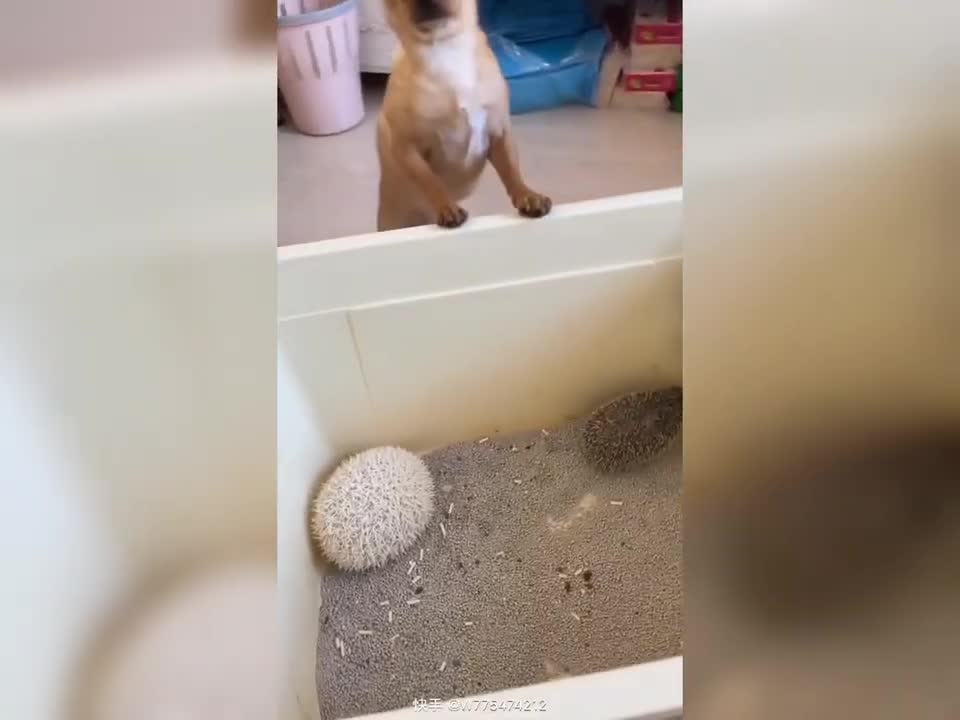 Cute and Funny Dog with Hedgehog Videos