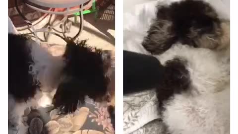Dog dried off and rolls on ground