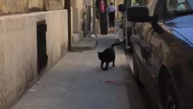 walking the cat!