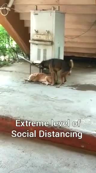 Social Distance love between Dogs, Funny