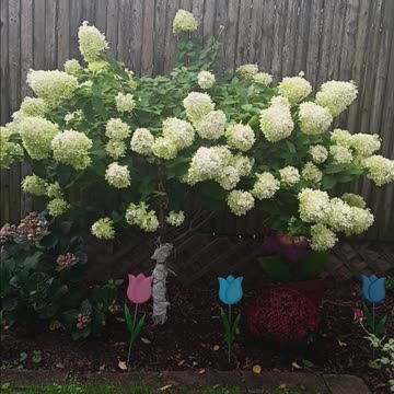 Roses and hydrangea