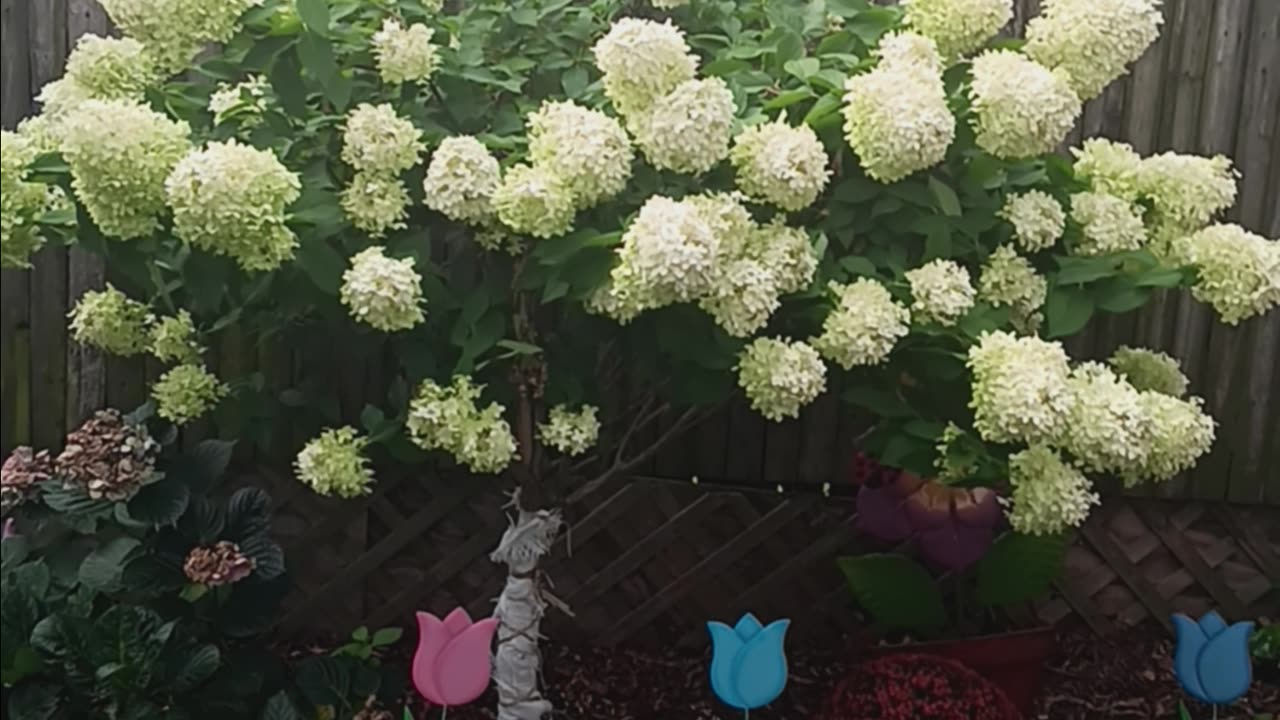 Roses and hydrangea