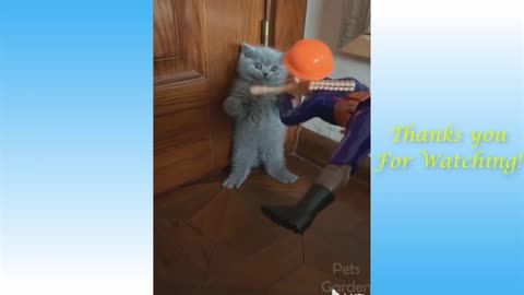 Cute Cat funny moment