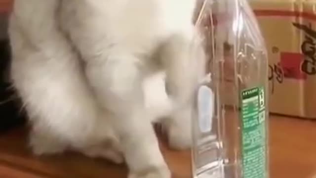 Lovely Cat, black cat, cats, funny cats, funny cat videos 1294