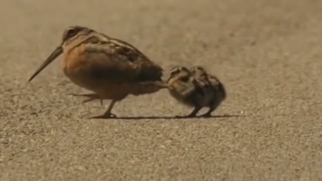 Burung pandai menari dj