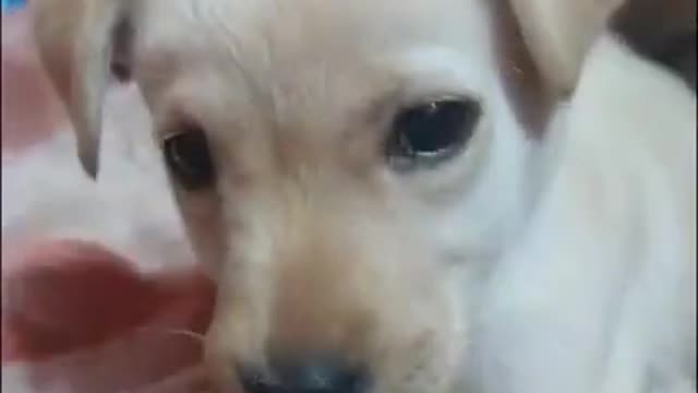 Try not to Laugh | Cute golden retriever puppy chllin'