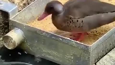 duck feeding fish