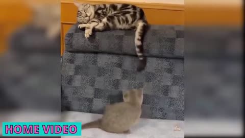 Laughing With Funny Cats