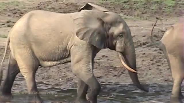 Elephant's funny rumble