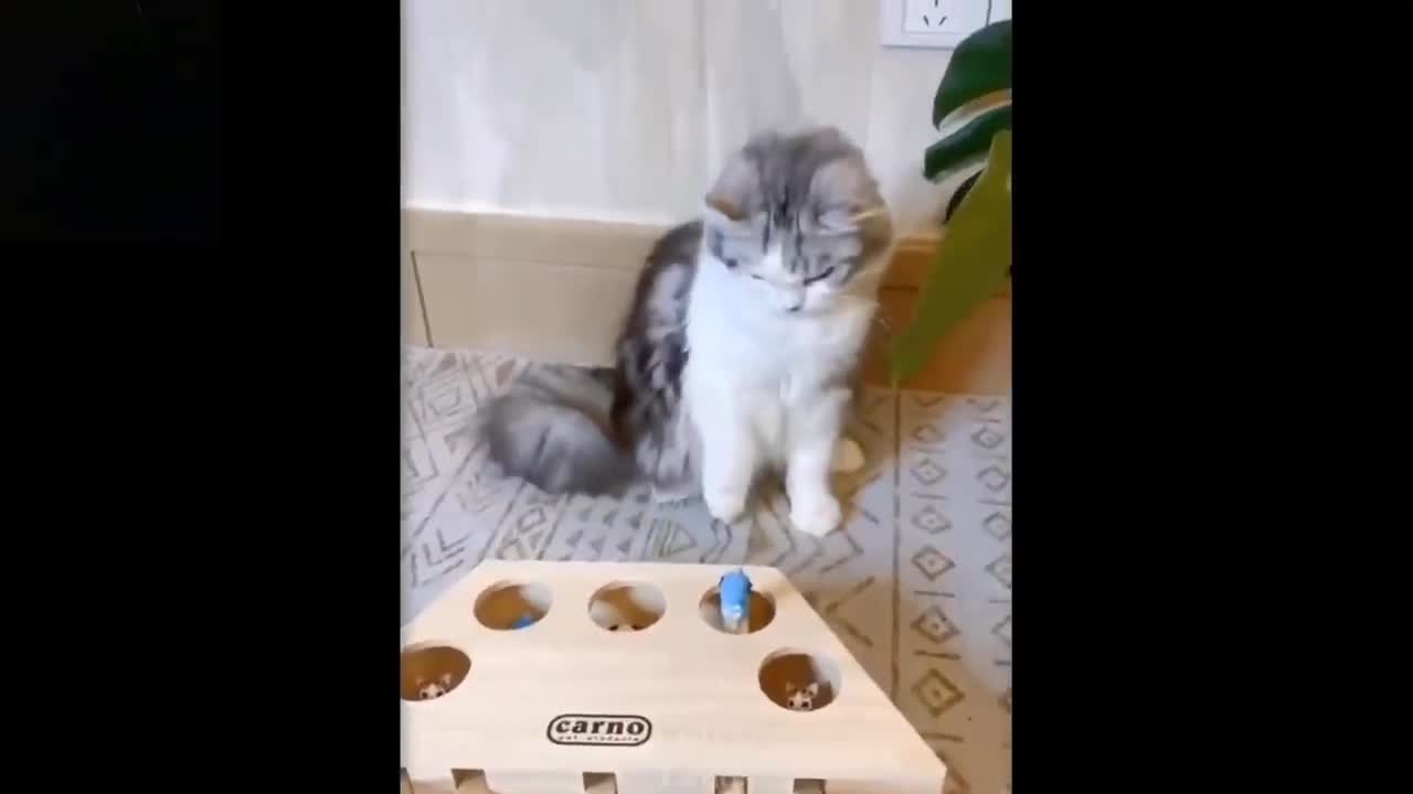 Cute and funny pets in happy mood