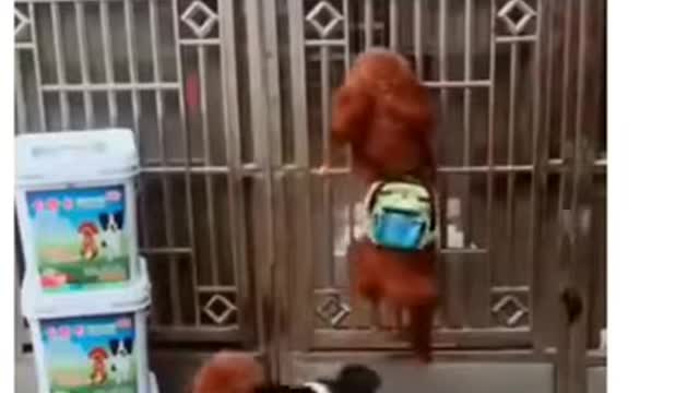 This Cute Puppy Opened The Door