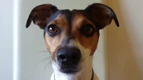 Funny Dog Barks When Owner Asks