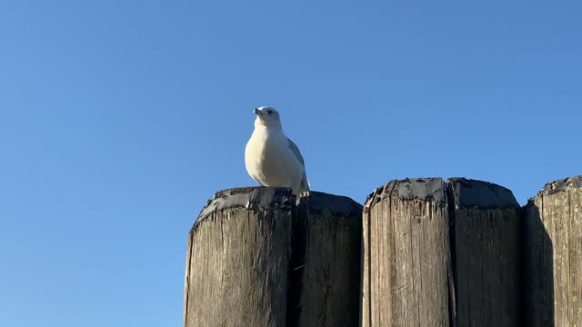 Seabird said to Vote for Trump