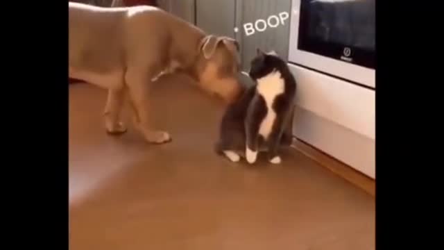 Funny Animals The Best of 2021