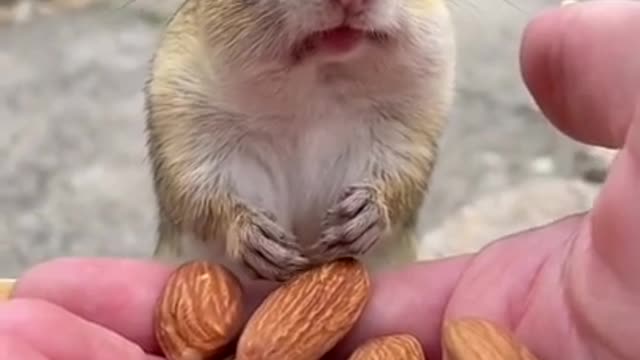 Cute Squirrel Video _-_ Animals