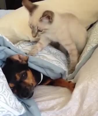 Cat sleeping with sirens and the