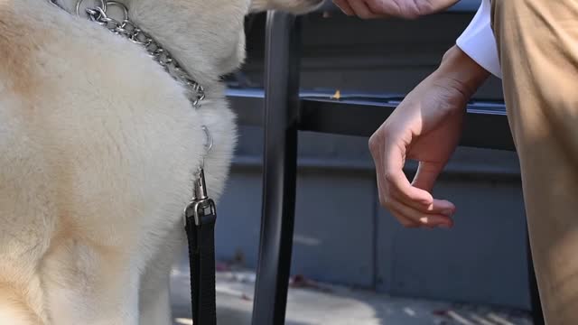 Brain Training For Dogs - Unique Dog Training Course!