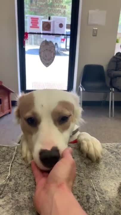 Shelter doggo with a huge smile being adopted