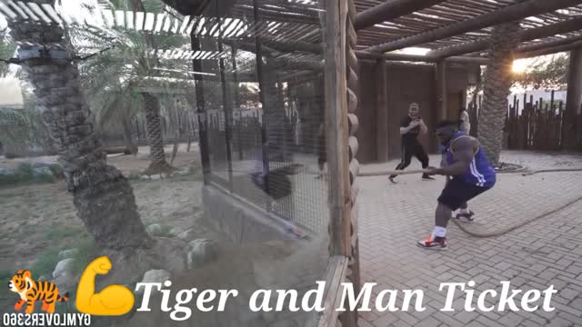 Tiger and Man Ticket🐅💪