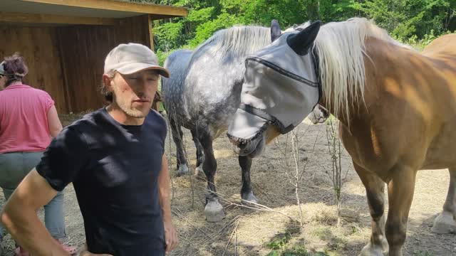 Young mares at Cambalu