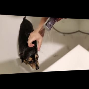 Animals Transformation | Beast Mode | Paws Planet 🐾|#2