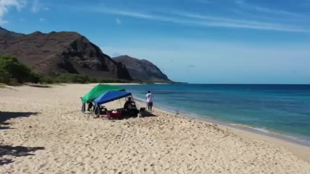 Dolphins of Oahu