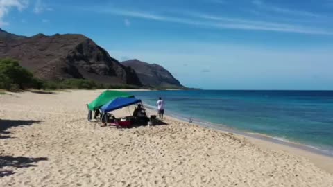 Dolphins of Oahu