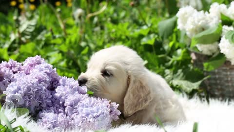 beautiful little golden retriever puppy in nature