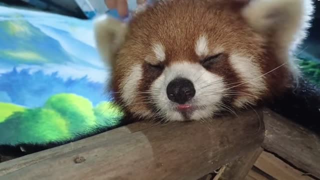 The sleeping little panda