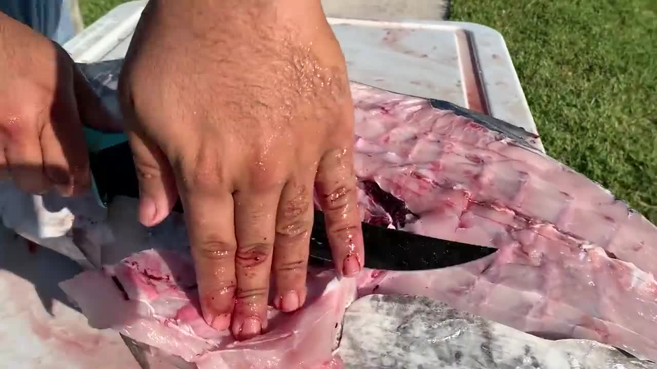 Giant Fish Caught